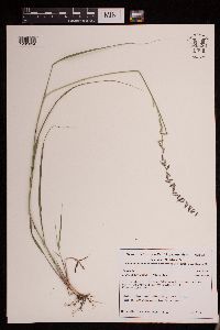 Bouteloua curtipendula var. curtipendula image