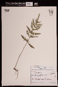 Ambrosia psilostachya image