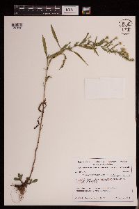 Symphyotrichum pilosum image