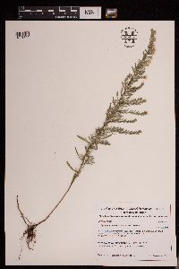 Symphyotrichum ericoides image