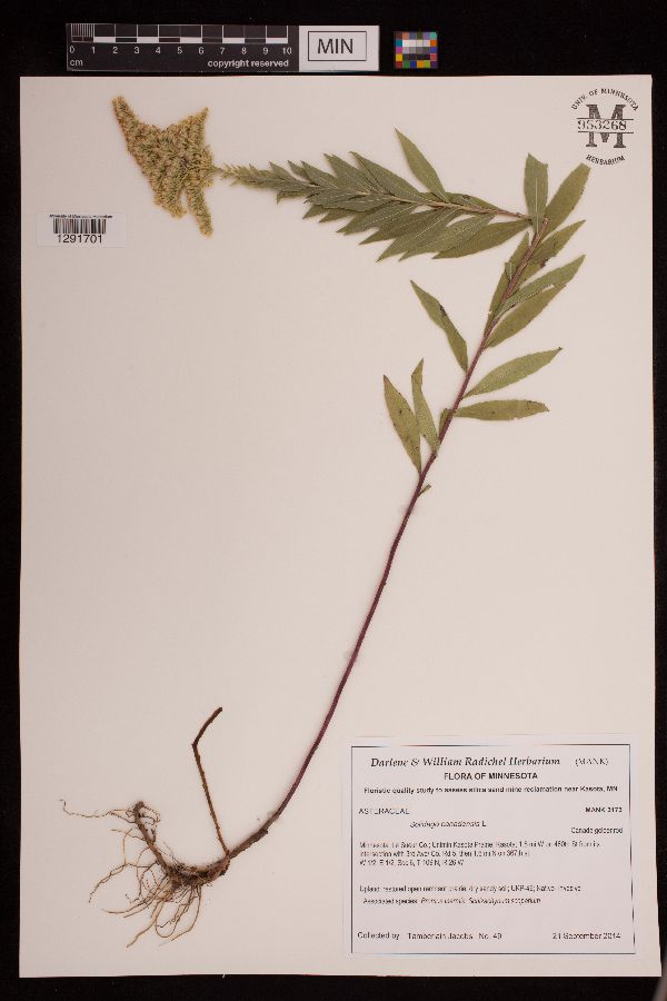 Solidago canadensis image