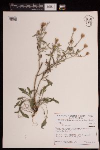 Centaurea stoebe image