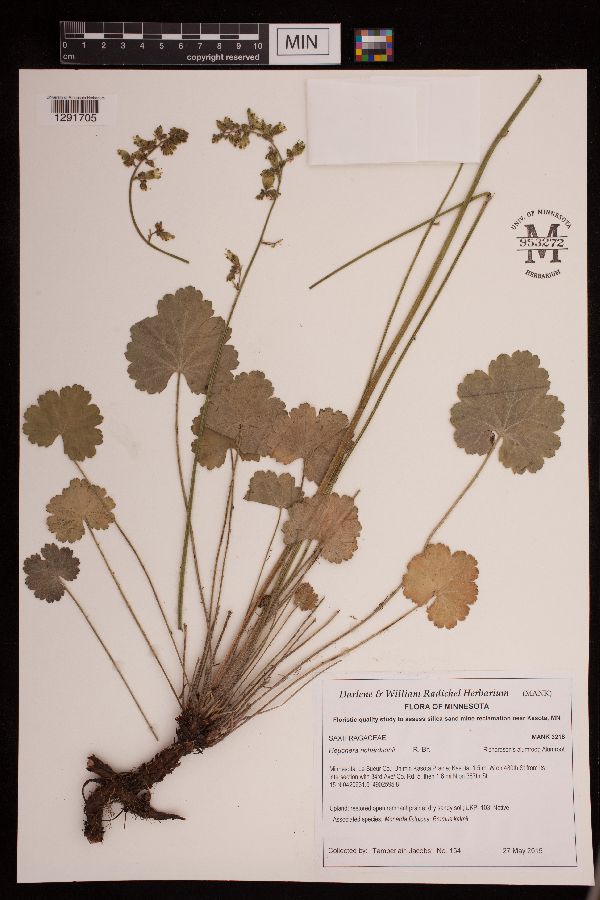 Heuchera richardsonii image