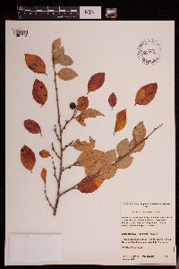 Image Associated With the Occurrence