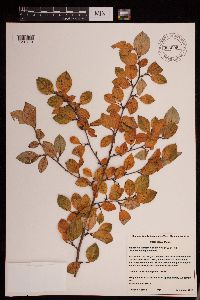 Image Associated With the Occurrence