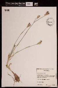 Dianthus armeria image
