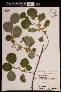Celastrus orbiculatus image