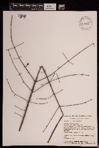 Euonymus alatus image