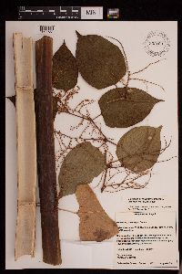 Fallopia japonica image