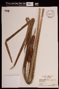 Typha x glauca image