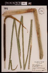 Typha x glauca image