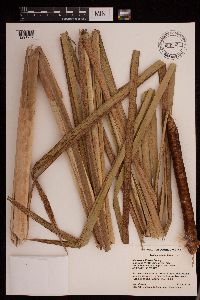 Typha x glauca image