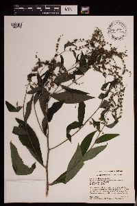 Hackelia virginiana image