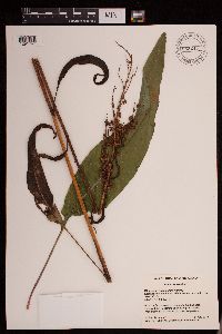 Rumex britannica image