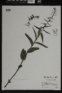 Epipactis helleborine image