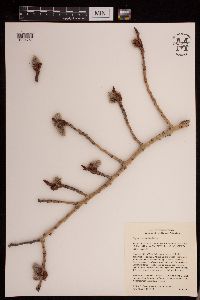 Populus tremuloides image