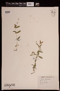 Image of Moehringia lateriflora