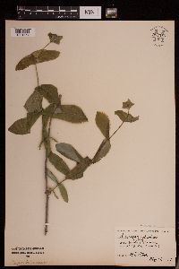 Lonicera dioica image