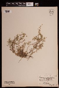 Arenaria serpyllifolia image