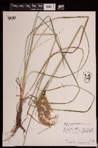 Scirpus pedicellatus image