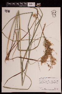 Scirpus pedicellatus image