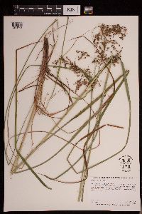 Scirpus atrocinctus image