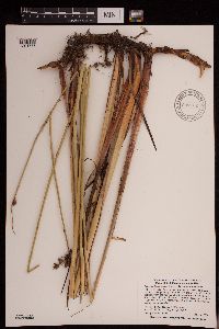 Schoenoplectus acutus image