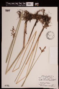 Schoenoplectus tabernaemontani image