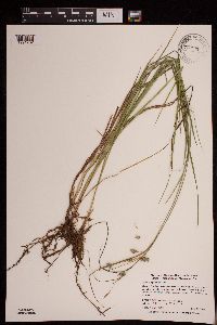 Carex magellanica image