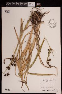 Scirpus atrovirens image