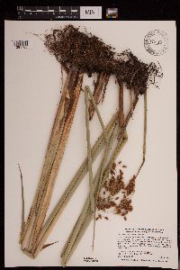 Schoenoplectus tabernaemontani image