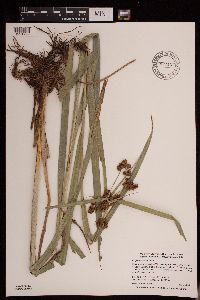 Scirpus atrovirens image