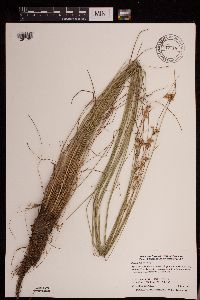 thumbnail image of current specimen