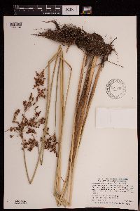 Schoenoplectus tabernaemontani image