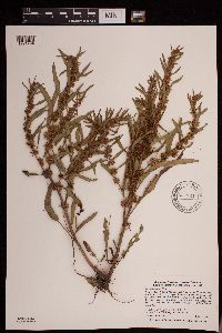 Rumex fueginus image