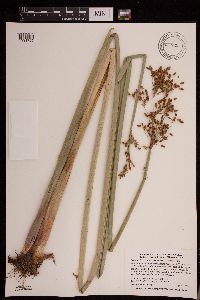 Schoenoplectus tabernaemontani image