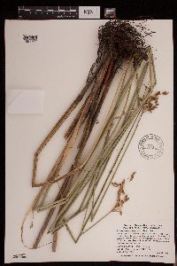 Schoenoplectus heterochaetus image