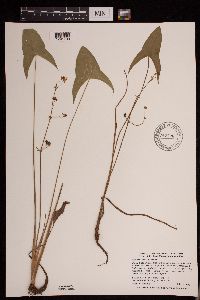 Sagittaria cuneata image