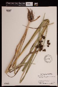 Scirpus atrovirens image