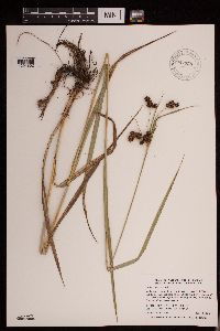 Scirpus atrovirens image
