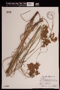 Scirpus pedicellatus image