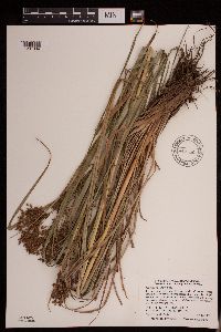 Scirpus pedicellatus image
