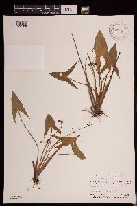 Sagittaria cuneata image