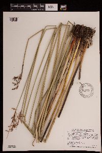 Schoenoplectus heterochaetus image