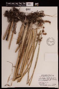 Schoenoplectus acutus image