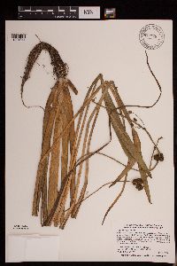 Sagittaria rigida image