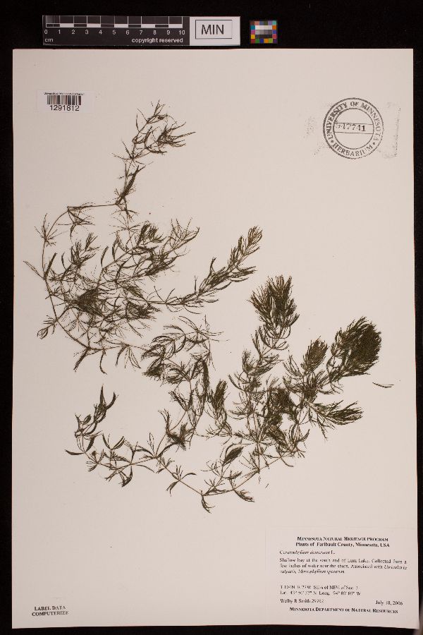 Ceratophyllum demersum image