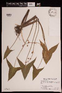 Sagittaria cuneata image
