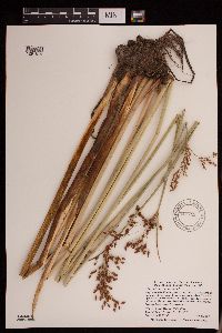 Schoenoplectus tabernaemontani image