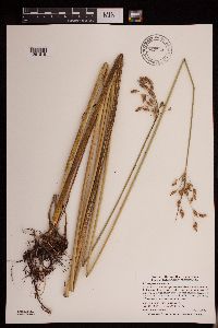 Schoenoplectus heterochaetus image